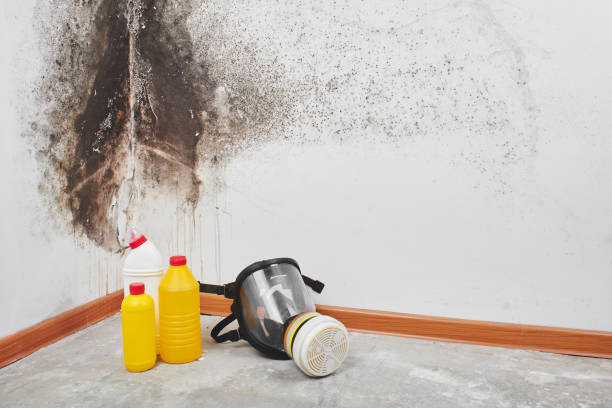 Best Affordable Mold Removal  in Washburn, ND