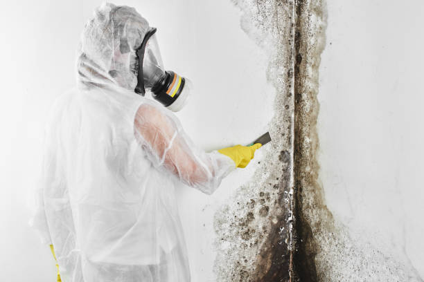 Best Residential Mold Removal  in Washburn, ND