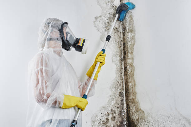 Best Mold Testing  in Washburn, ND