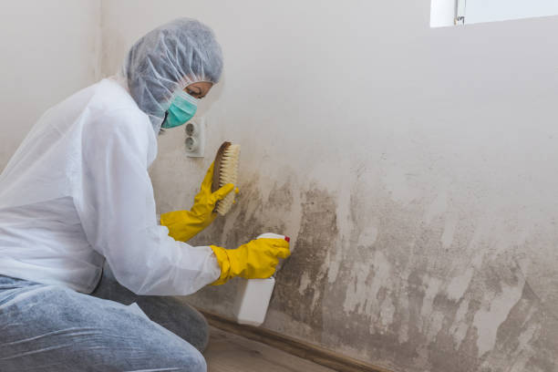 Trusted Washburn, ND Mold Removal Experts