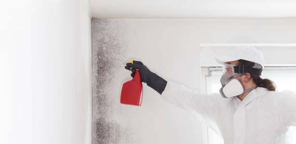 Best Mold Inspection  in Washburn, ND