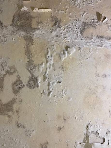 Best Office Mold Removal Services  in Washburn, ND