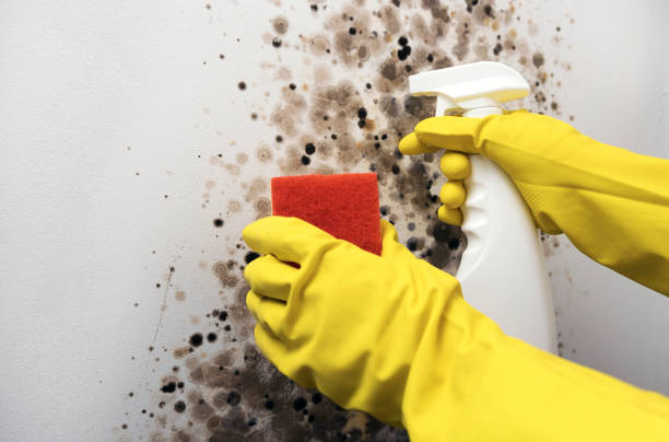 Best Toxic Mold Removal  in Washburn, ND