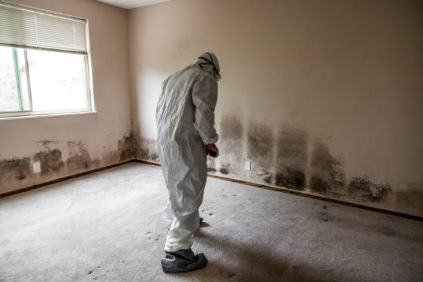 Best Fast Mold Removal  in Washburn, ND