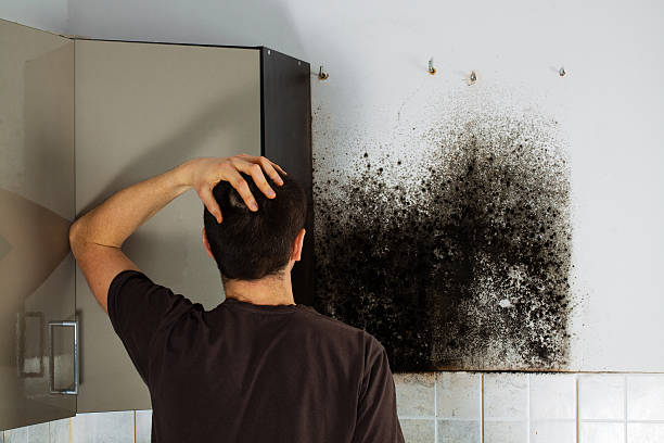 Best Water Damage Restoration  in Washburn, ND
