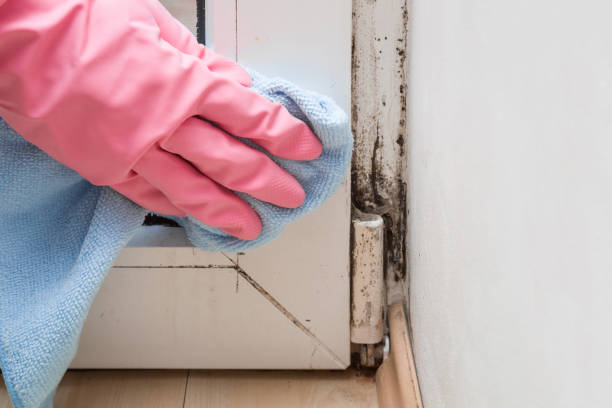 Best Home Mold Removal  in Washburn, ND