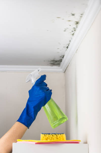 Best Mold Cleaning Services  in Washburn, ND