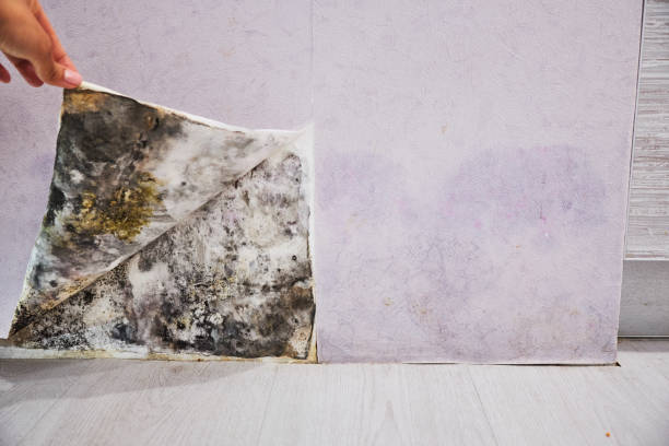Best Mold Removal Company Near Me  in Washburn, ND